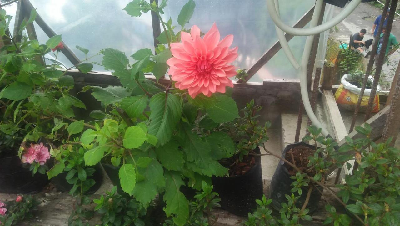 Shalom Inn Home Stay Darjeeling  Exteriör bild