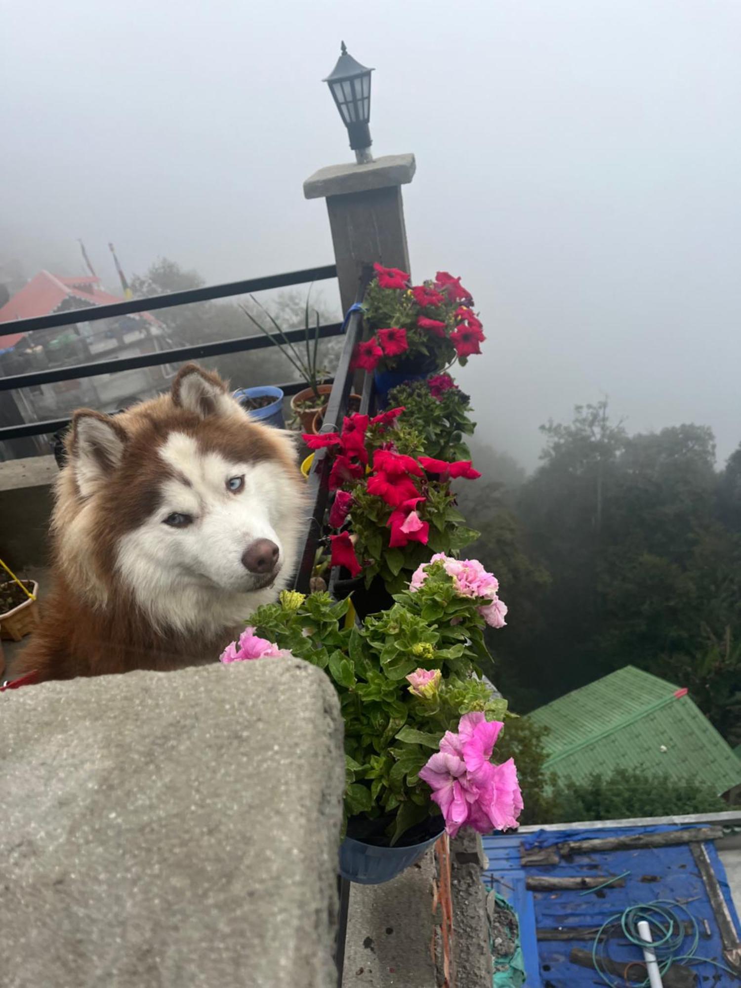 Shalom Inn Home Stay Darjeeling  Exteriör bild