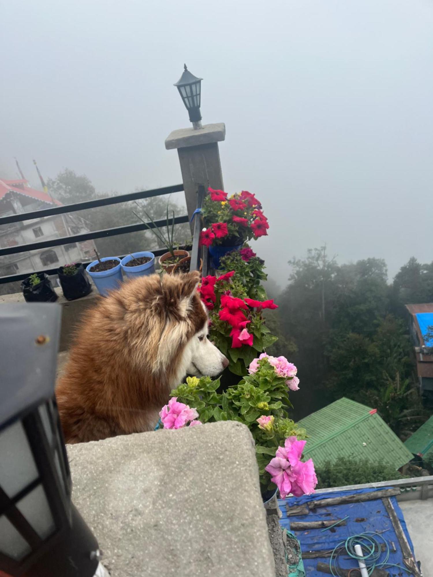 Shalom Inn Home Stay Darjeeling  Exteriör bild
